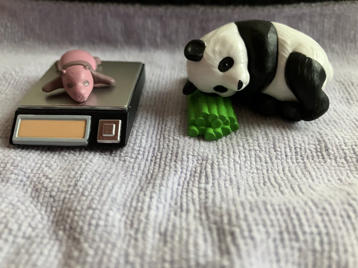 上野おパンダ 🐼🐼最終観覧 もちろん！ ハズレました。 なのでパン活