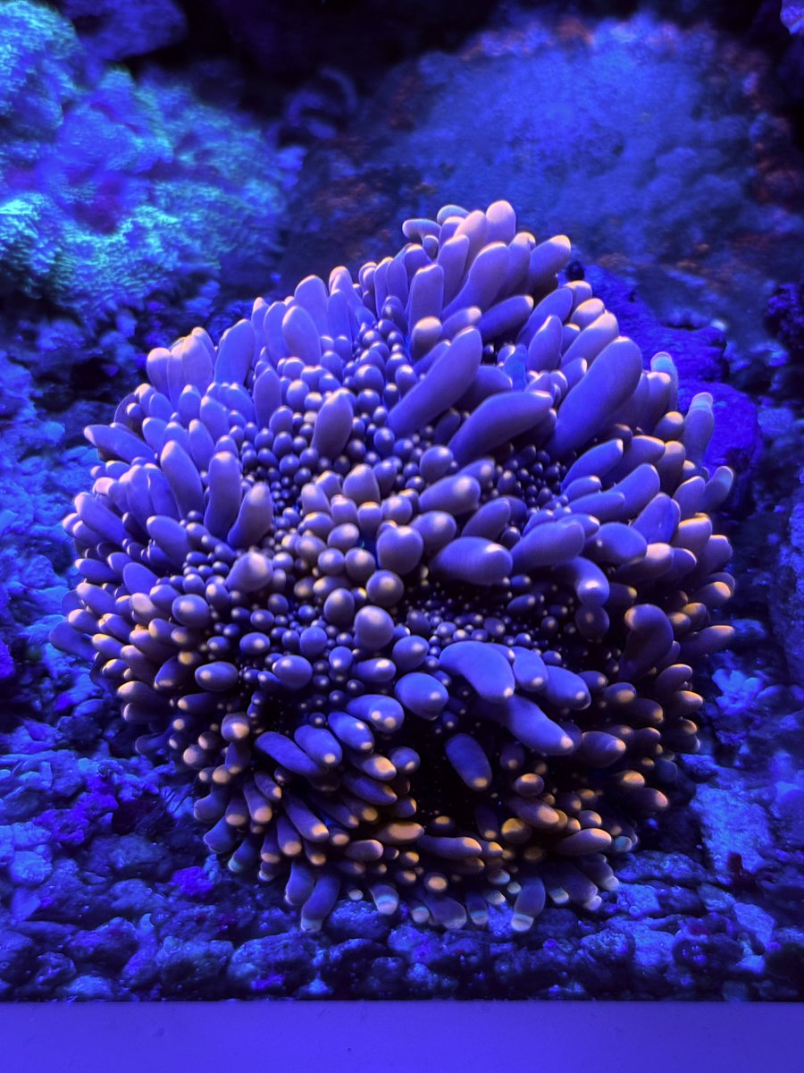 これって普通のバブルディスクとは違うような🧐それともディスク？誰か知らない？