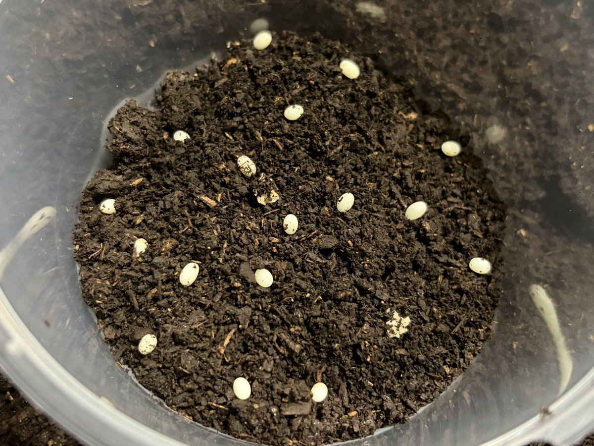 数年ぶりにサンボンツノカブトを産卵させてます。 セットしてから3日