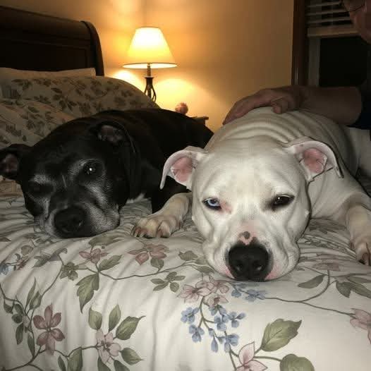 CrazyVibes_1's tweet image. My wife passed in March. Forty-two years of marriage, and then just... silence.

The house felt wrong. Too quiet. Too still. My daughter kept saying I needed "something to care for." I kept telling her I was fine.

I wasn't fine.

One Sunday, I drove to the Arizona Humane Society…