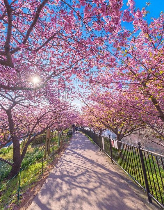 corety1's tweet image. コンビニの新商品のお弁当を試してみたら意外においしくて当たりだった 🐺