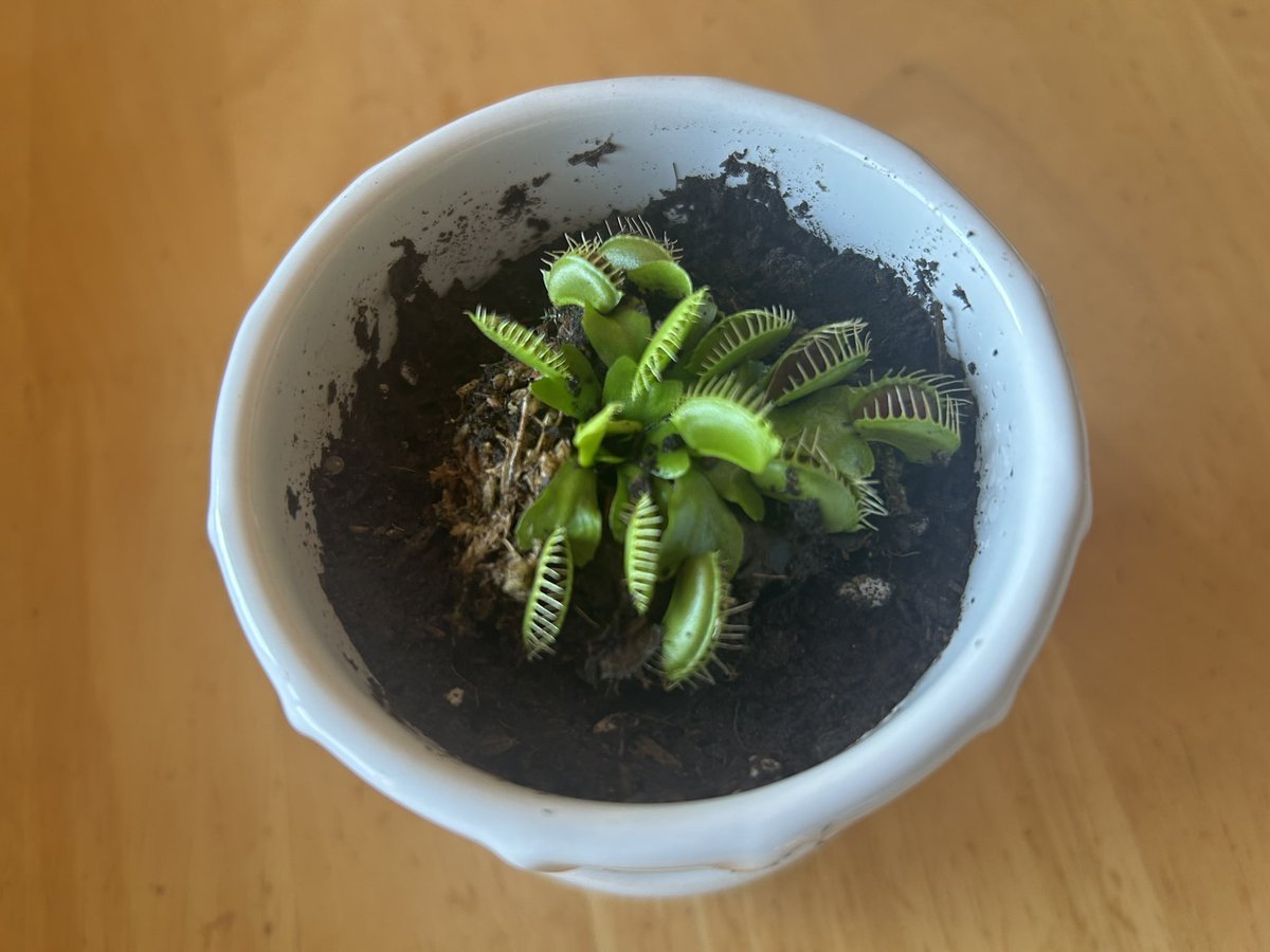 sawanuts's tweet image. ホームセンターで見つけた小さなハエ取り草。
変な生物や植物が大好きなので、早速購入。
別名はビックマウス。でっかい口。…命名、デッカちゃん。
大きくなるのに3年から4年かかるみたいなので、いつか我が家の蝿をとってくれることを夢見て育てます^_^