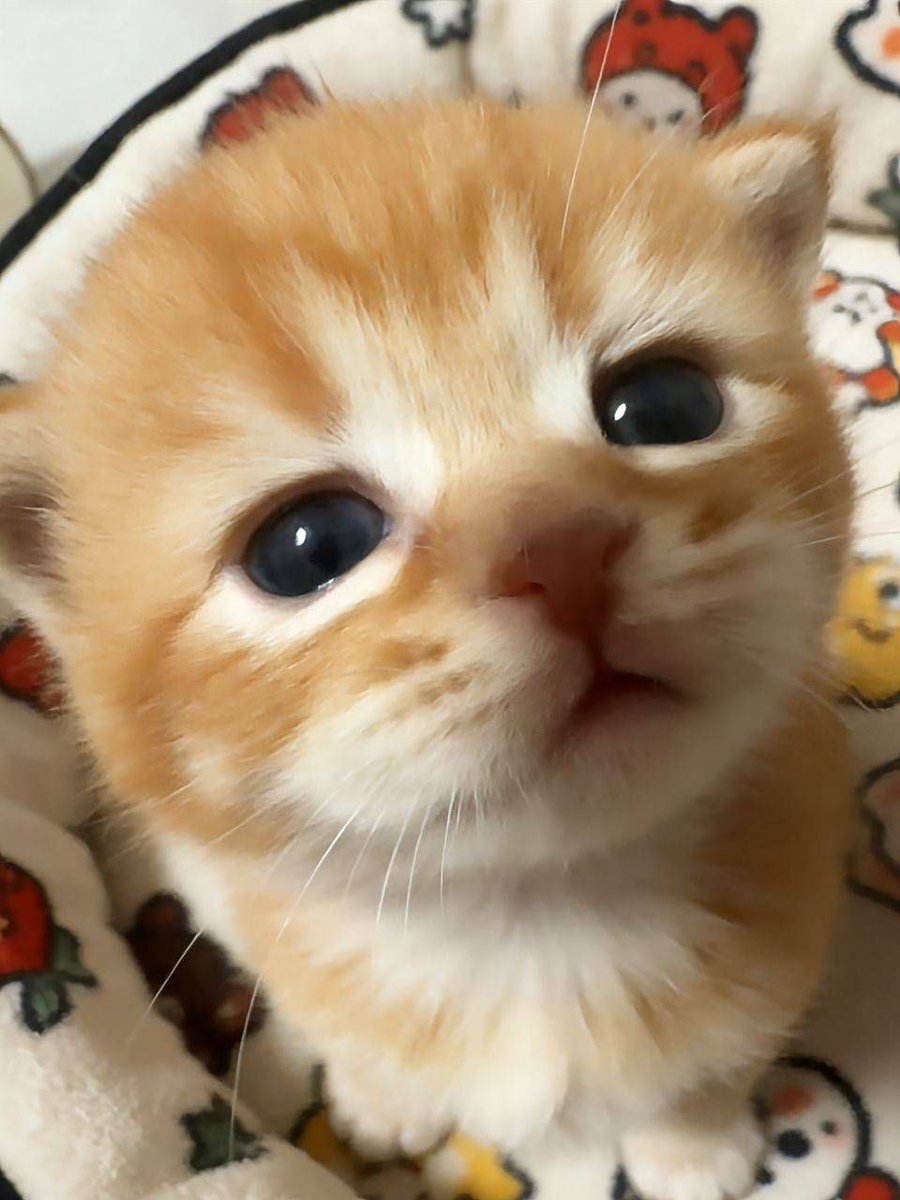 postsofkittens's tweet image. 