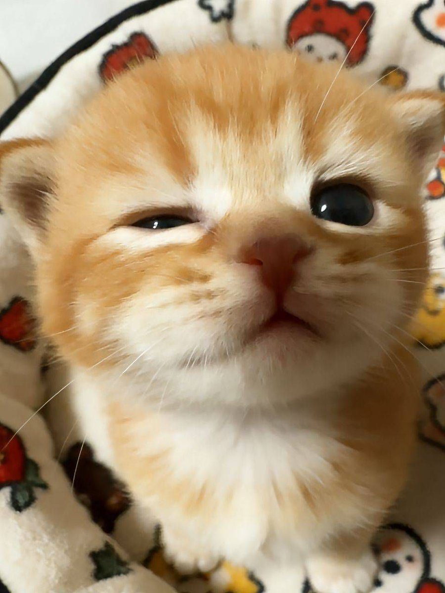 postsofkittens's tweet image. 