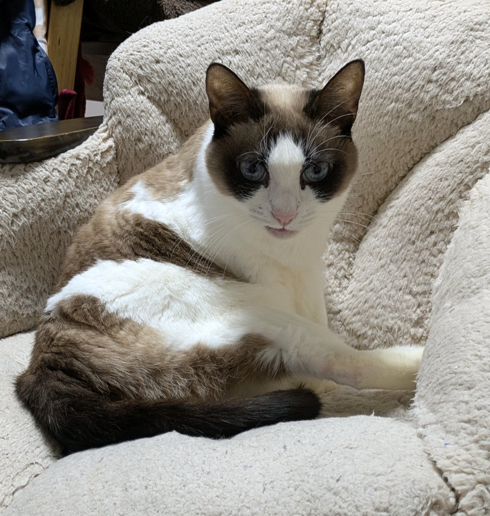 ただいまにゃわฅ⸃⸃