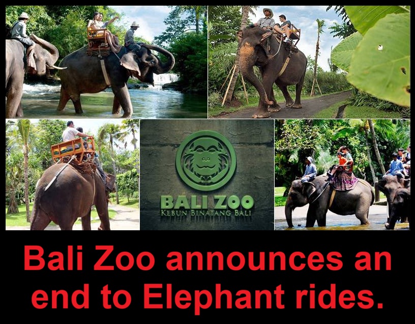 Protect_Wldlife's tweet image. 🚨 Excellent News For Elephants 🚨

Bali Zoo has announced an end to Elephant rides. 

This huge win for Elephants comes after years of tireless advocacy. Bali Zoo's decision to end Elephant rides sends a strong signal to the tourism industry that Elephant riding belongs in the…