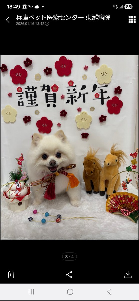 はっぴー動物園🐯 (@Xg3qBMASOCou2BM) / Posts / X