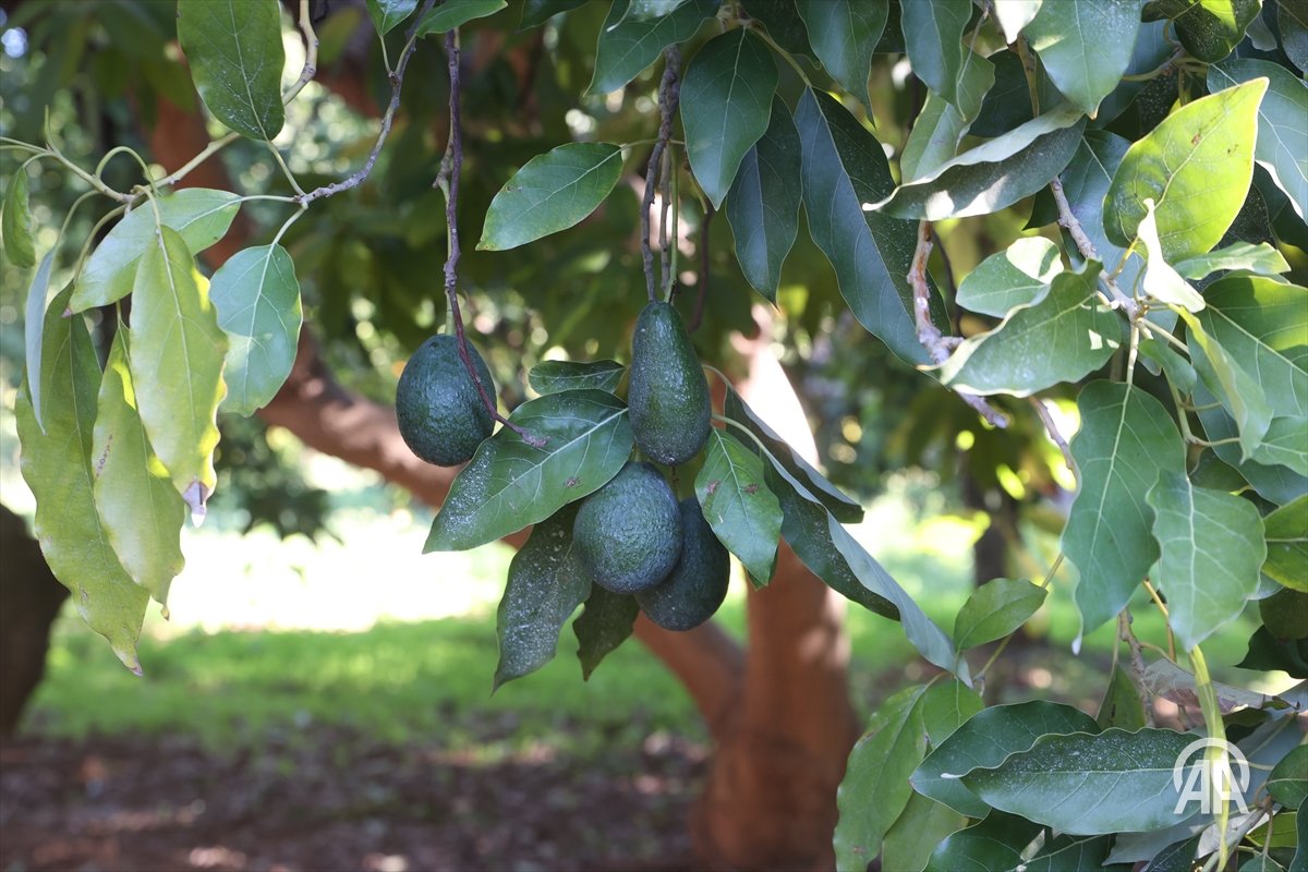 🥑Türkiye'de ilk fidanı 55 yıl önce dikilen avokadonun üretimi katlanarak artıyor

#Yeşilhat🌱

aa.com.tr/tr/yesilhat/do…