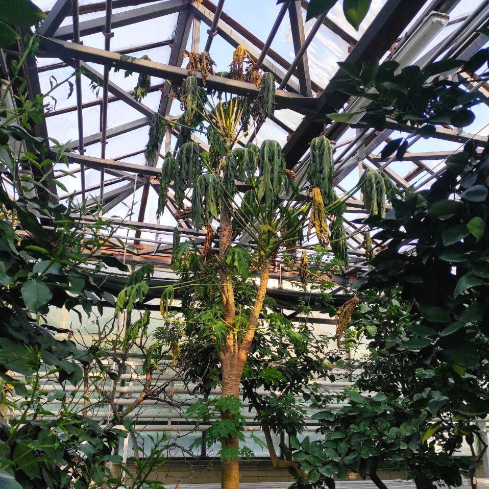 У київському ботанічному саду імені Гришка через блекаут вмирають від холоду рідкісні рослини 

facebook.com/pelicanlivecf/…