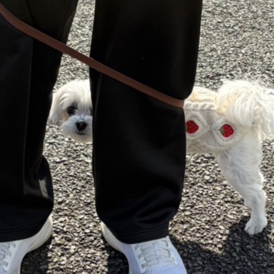 chacochaco302's tweet photo. 行き先が病院って分かった瞬間の犬、とりあえずパパの後ろに隠れる（バレバレ） https://t.co/n2J91qgAsi