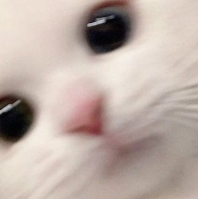 Segach's tweet image. 朝のジョギング中に雨が降り始めて途中でコンビニに避難した
予定していた5キロコースが半分で終了 🐩