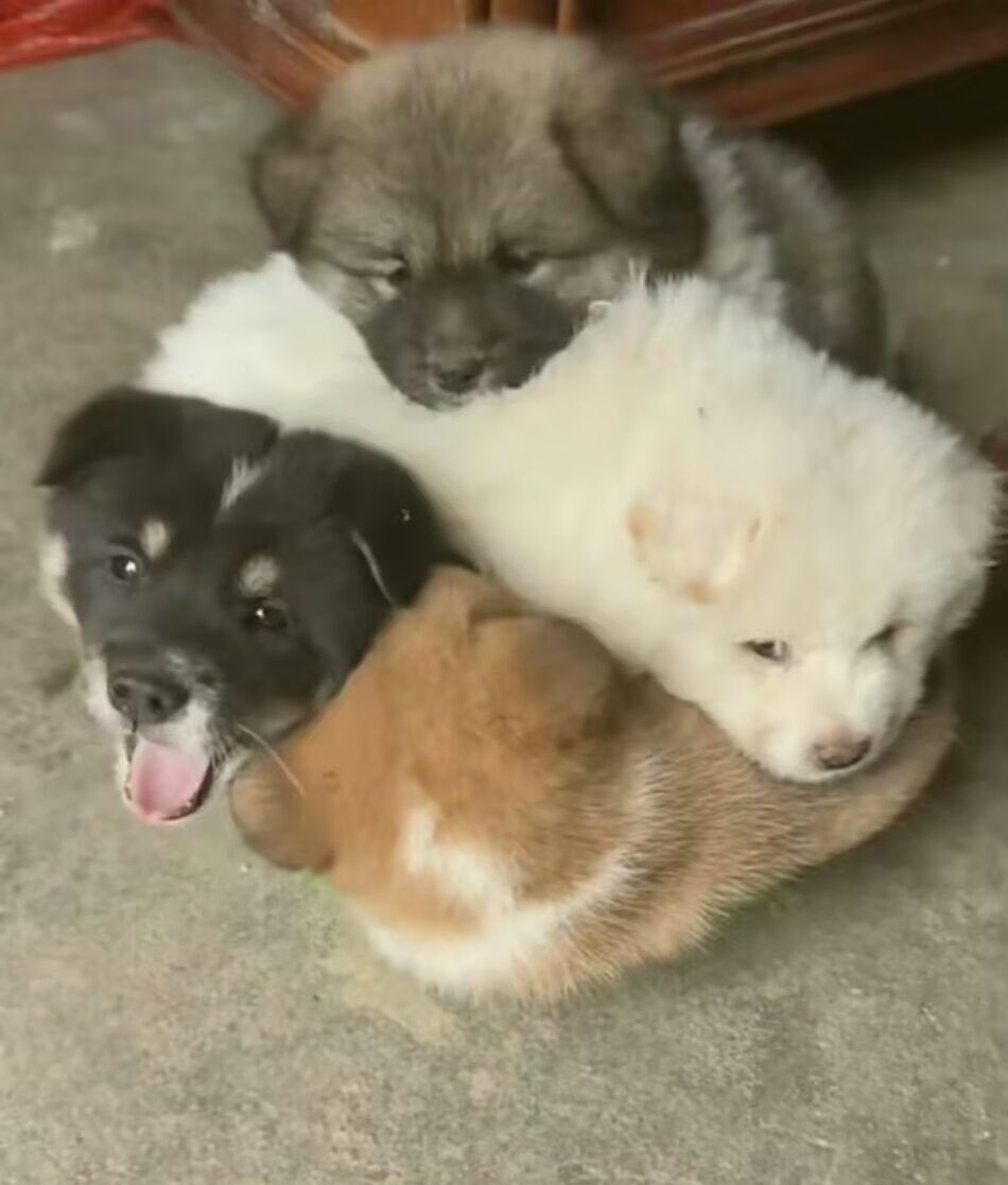 狗*4，p2原图
#千手兄弟