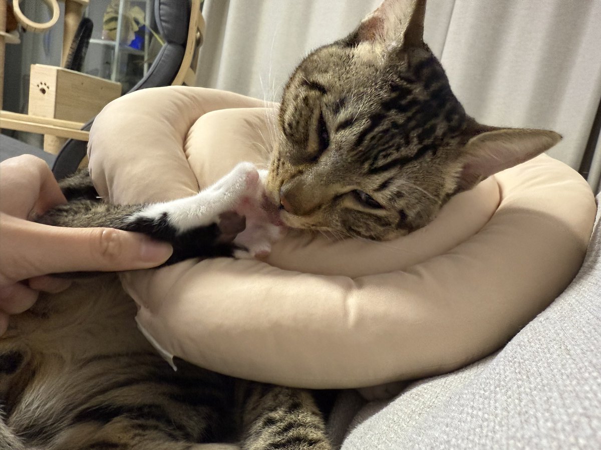 그루밍하고싶어죽겟는얼굴이길래    뒷발 갖다대줫더니   오우시발 뒷발!! 하면서 그류밍존나함