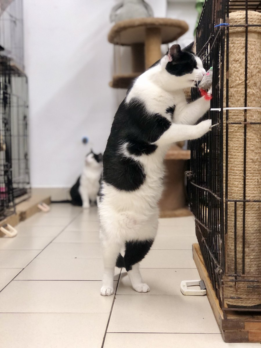 ubezh777's tweet image. Ушастик! Молодой красавец с треугольником на груди ищет дом🙏💚
Ушастик может быть другом другим кошкам, а может жить только с человеком. В меру игрив 🐈
#ушастик_убежище
СПб, БФ «Убежище»
+7-906-259-34-88