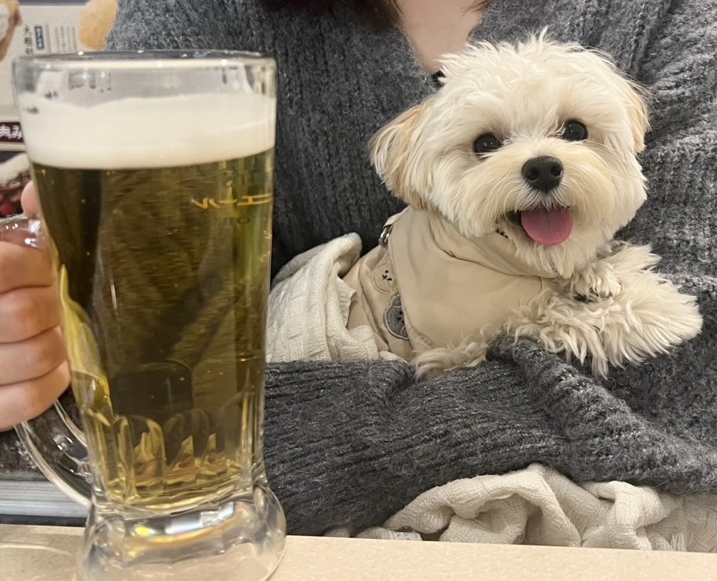 potato_maltipoo's tweet photo. 華金！✨
ワンコと一緒に串カツ田中行けるの知ってた？ https://t.co/HVnEcrTpNN