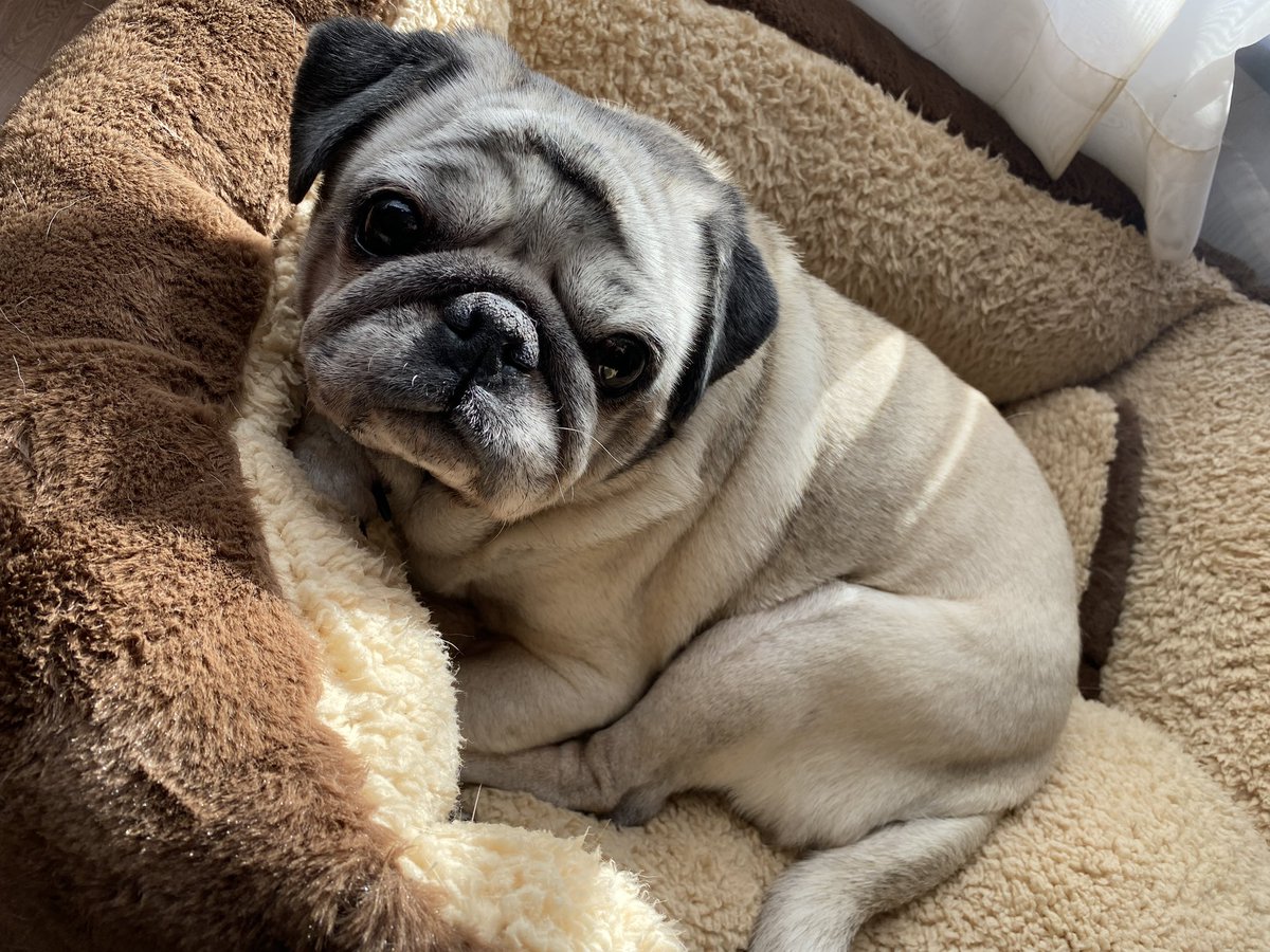 パグ様 Pugnap│オンラインストア