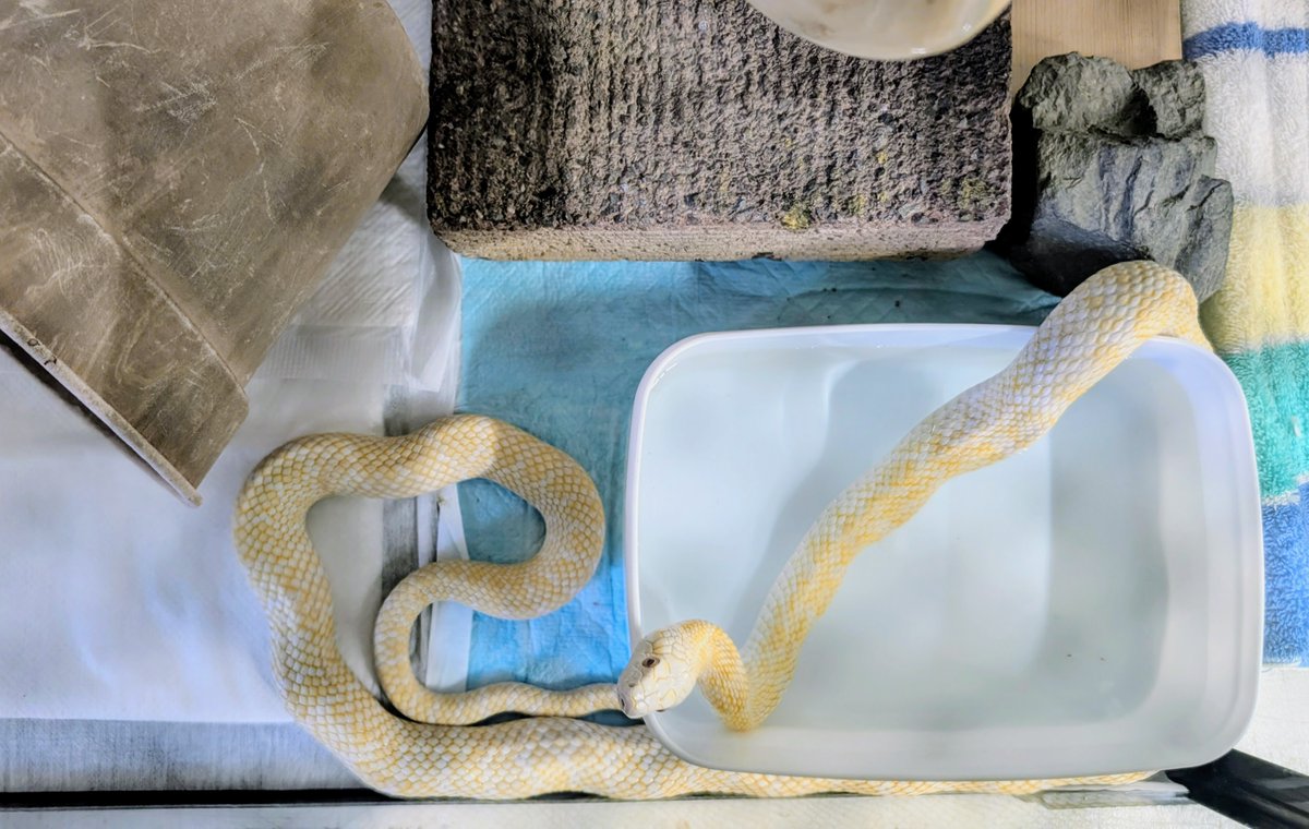 けい　金の虎さん、白蛇さん Amazon.co.jp: 白崎八幡宮 福財 白蛇の金運小槌 置物 : ホーム＆キッチン