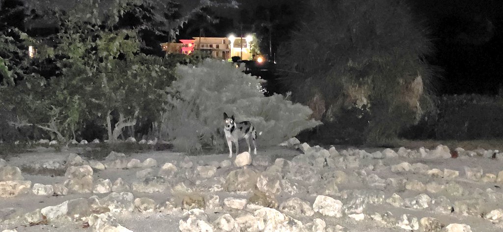 john reilly tweet media