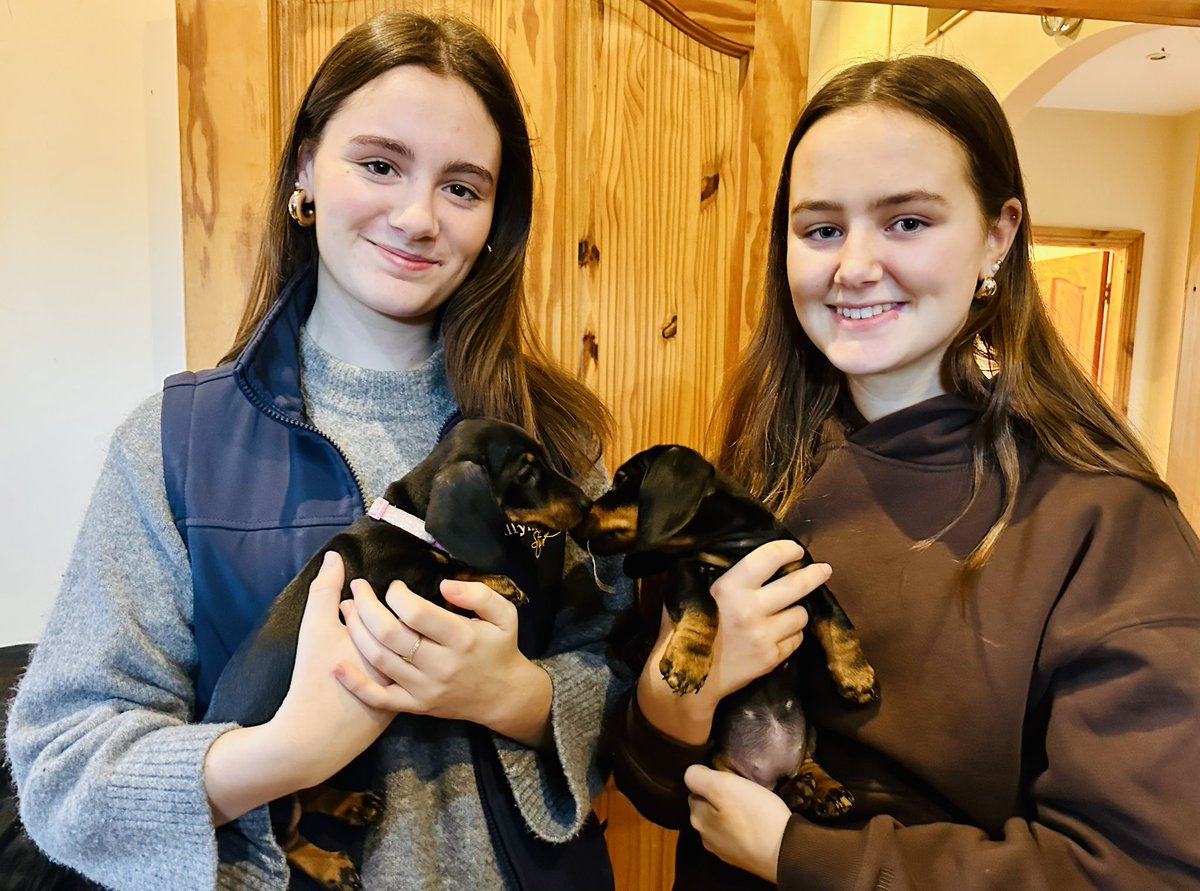 Irish Stallion Trail: come for the sires, stay for the puppies (and a nice cup of tea with Jodie and Katie).