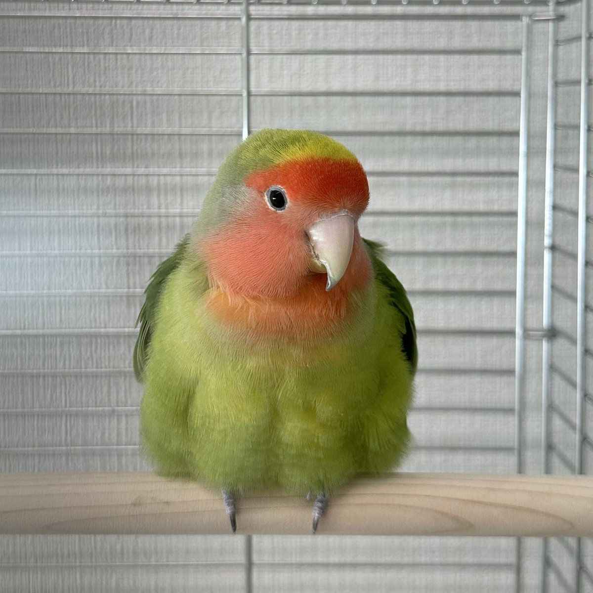 BBH <a href="/Bridge_f_birds/">NPO法人 Bridge for the birds</a> 施設メインルームで暮らすコザ女子 ピコさん。
モフモフお昼寝中でした😊
新しいご家族様を募集中です。