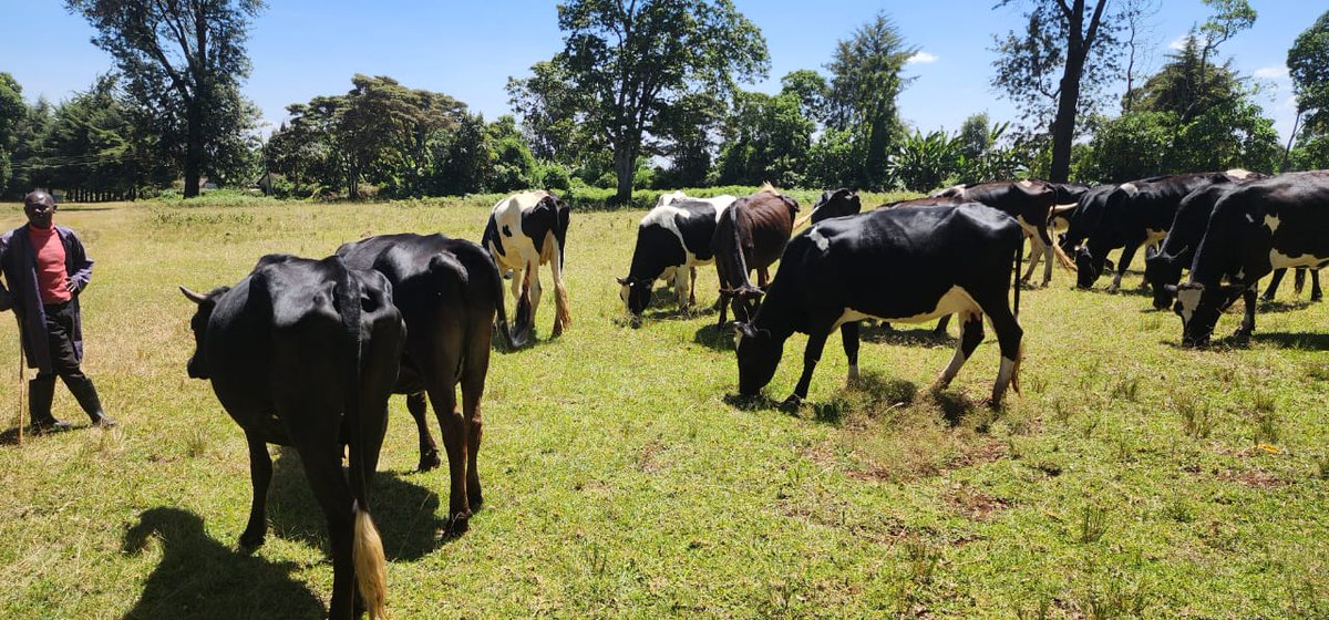 Kenya Veterinary Vaccines Production Institute tweet media