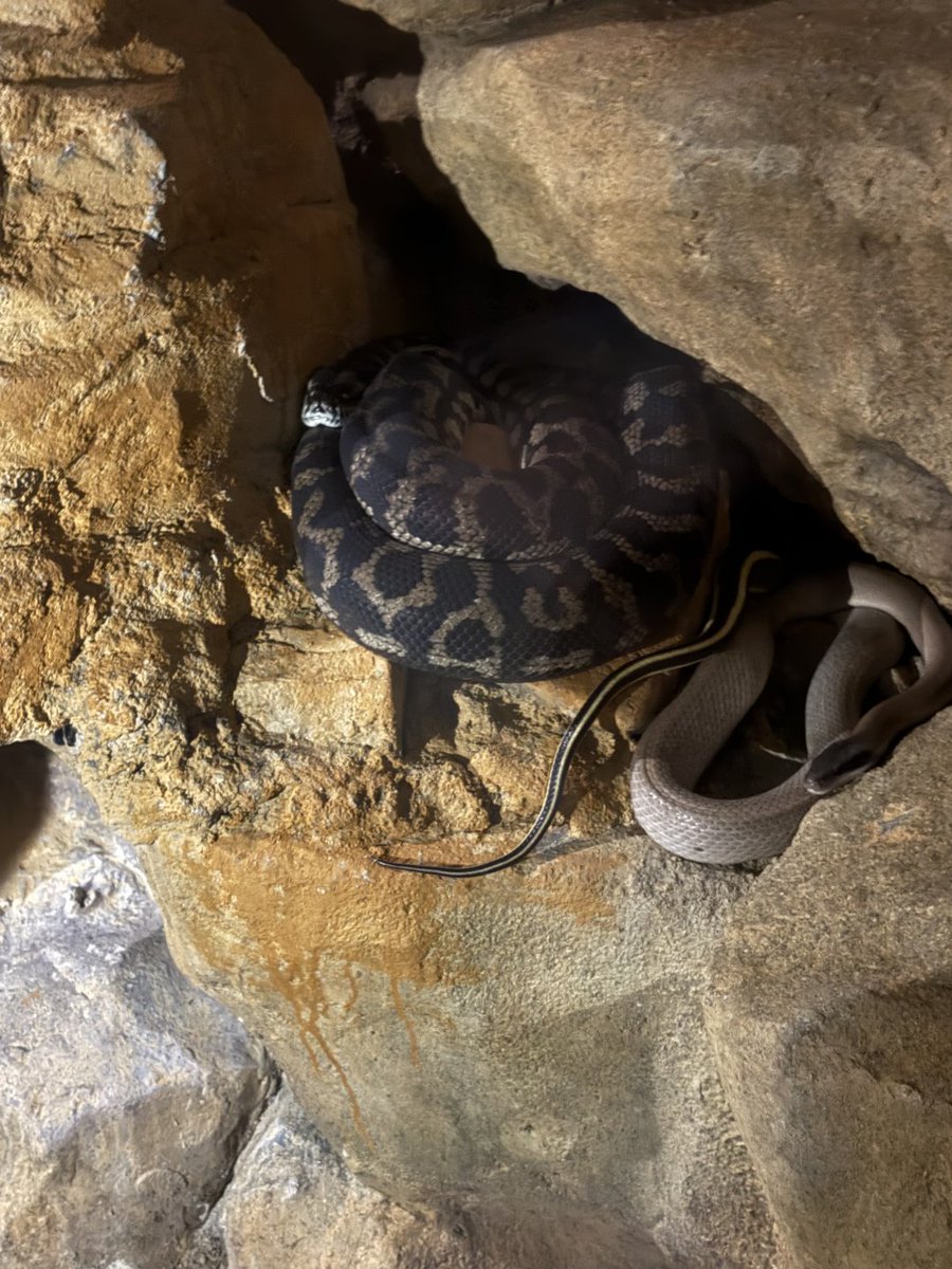 Abstract___or's tweet image. 사이의 뱀을 직접 보니 자연의 신비로움이 그대로 느껴졌답니다. 평화로운 호숫가 산책까지 더해져 마음이 참 풍요로워지는 저녁이에요.