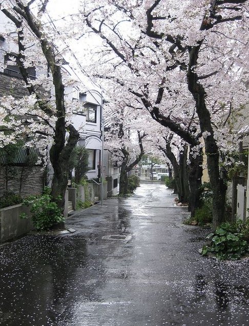 DiscoForEver's tweet image. 母親が突然断捨離を始めて、家中がひっくり返ってる状況 🕸️