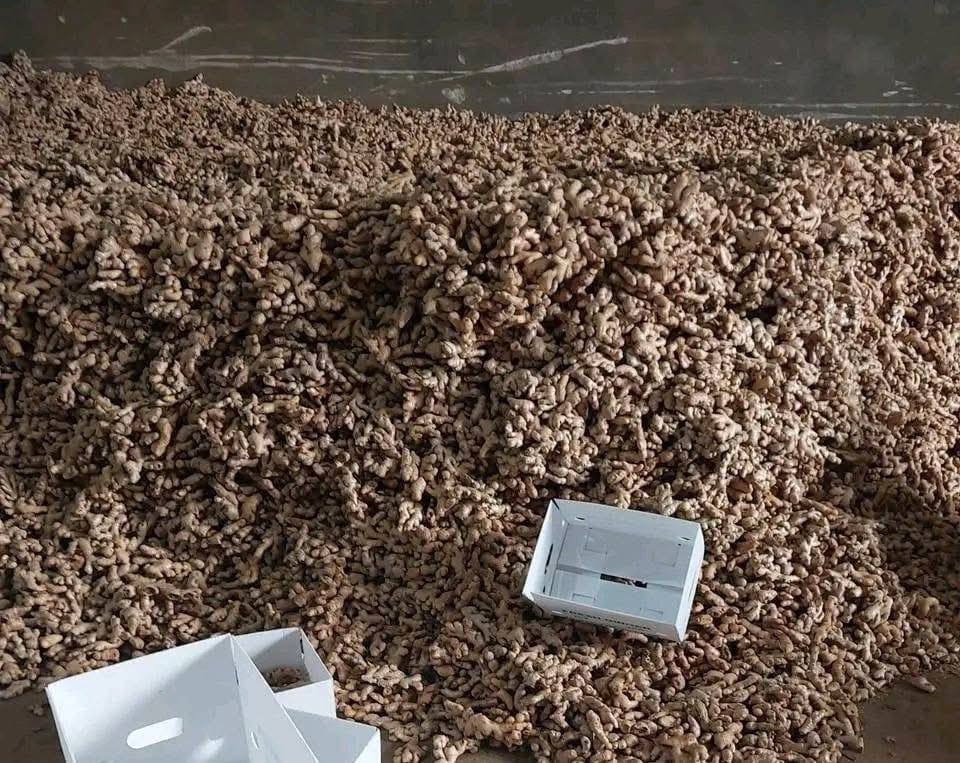 KLASSIQTUNEZ's tweet image. The profit made from trading ginger or doing ginger farming. No yahoo boy has ever seen it.

Just ship a 40 foot container of ginger and you pocket $150,000 as a profit from a single project.

Just cultivate ginger in a plot of farmland and you harvest nothing less than 20 bags…
