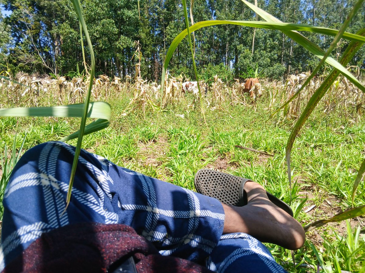 GraphiBlitz's tweet image. Maisha ya town imekua ngumu wacha tu nirudi kwetu Ndengelwa  🙆🏿‍♂️😂🫣

#MentalHealthAwareness #Groceries #VillageVibes #Bungoma #mrhandsome