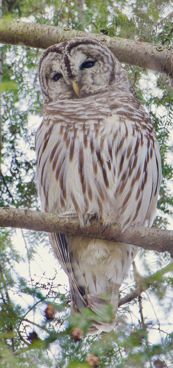 RoppityPhotos's tweet image. Blue.  Bald.  Barred.  
Bird.  Eagle.  Owl.
#BlueBird #BaldEagle #BarredOwl
#Birds #Eagles #Owls 
#Wildlife #WildlifePhotography