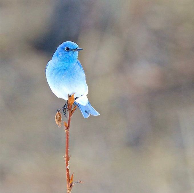 The blue bird of happiness
