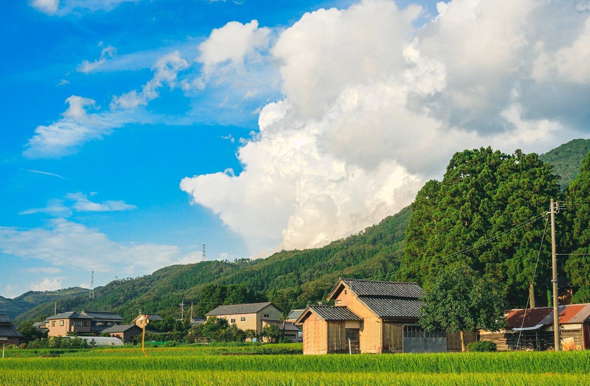 bieeel's tweet image. 近所の花屋のおばさんがいつも季節の花を教えてくれる 👍