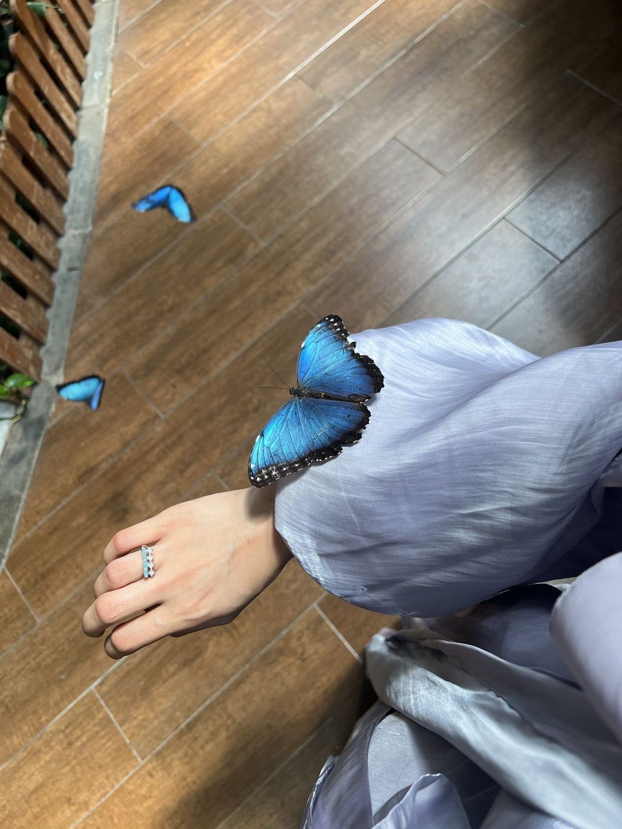 Butterflless's tweet image. 