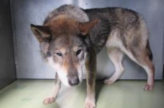 迎えを待ってます😟お心当たりのある方、教えてあげて🙏
pref.okayama.jp/page/859555.ht…
#岡山県  勝田郡  勝央町  勝央町石生  1/13収容  奈義町
#黒茶白の中型犬 ♀️ 四国犬 系  #迷子犬  #迷い犬
美作市  津山市   飼い主様・関係者以外の連絡不可です。