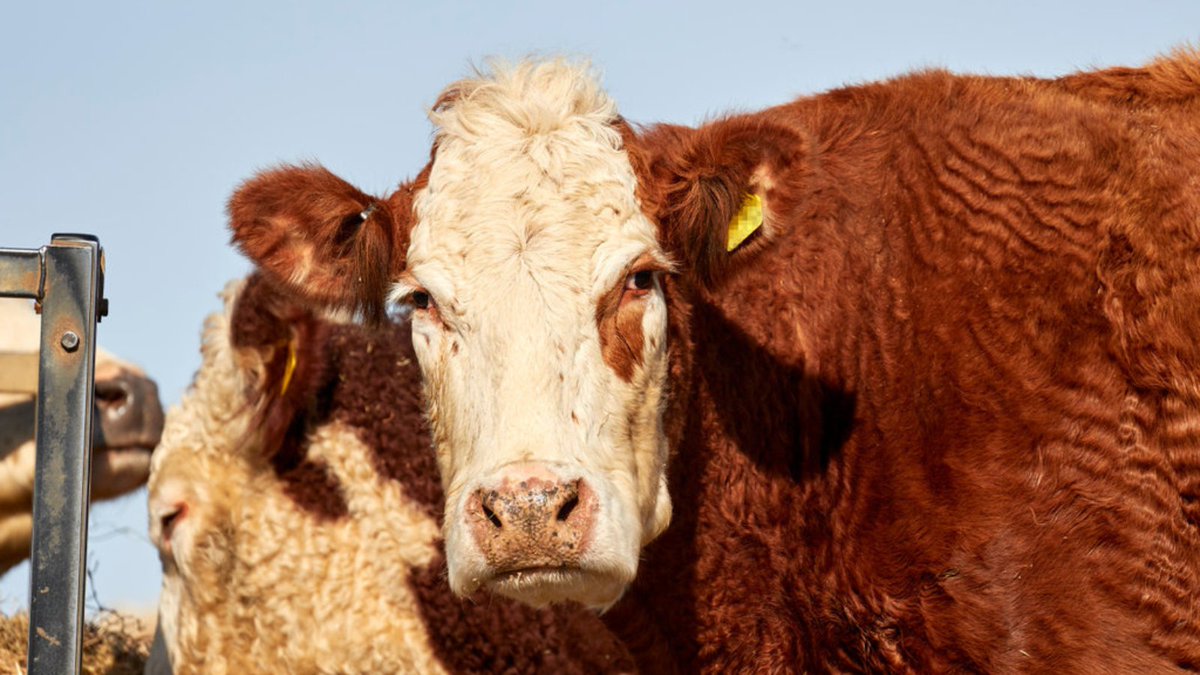 RSPCA_official's tweet image. Slaughter without pre-stunning causes serious animal suffering, yet it’s often hidden behind vague labels. 

We believe that shoppers deserve clear, honest information on food labels. 

Call on the UK government to act by signing this petition: bit.ly/4qYNG33