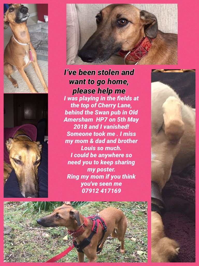 MissingPetsGB's tweet image. #FindRubyFriday is here again, but RUBY is still #missing

Why did Ruby disappear in seconds in the park that day, never to be seen again?

There is a reward for information leading to Ruby's location or wellbeing.

Missing since 5 May 2018 from #buckinghamshire #Uk.