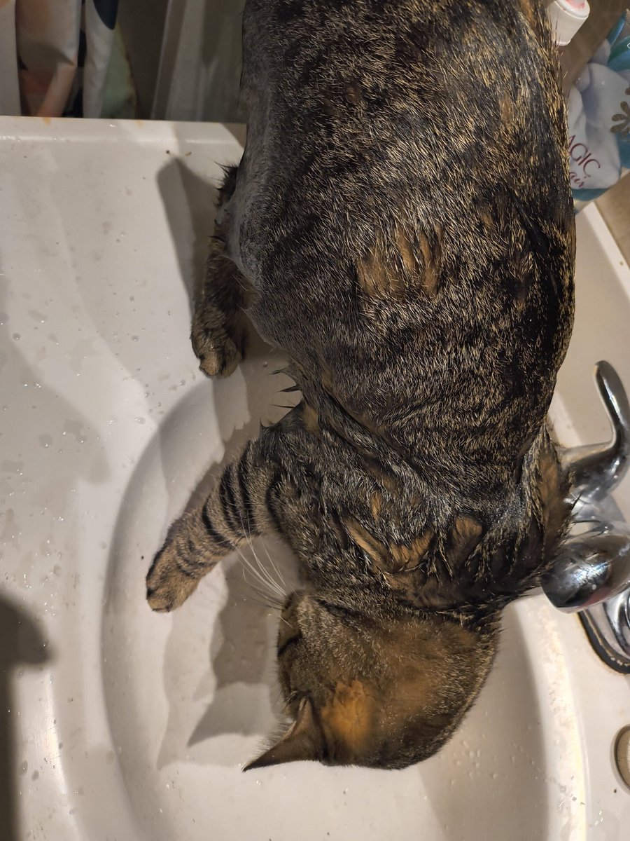 flex_mcbig's tweet image. Soggy cat
