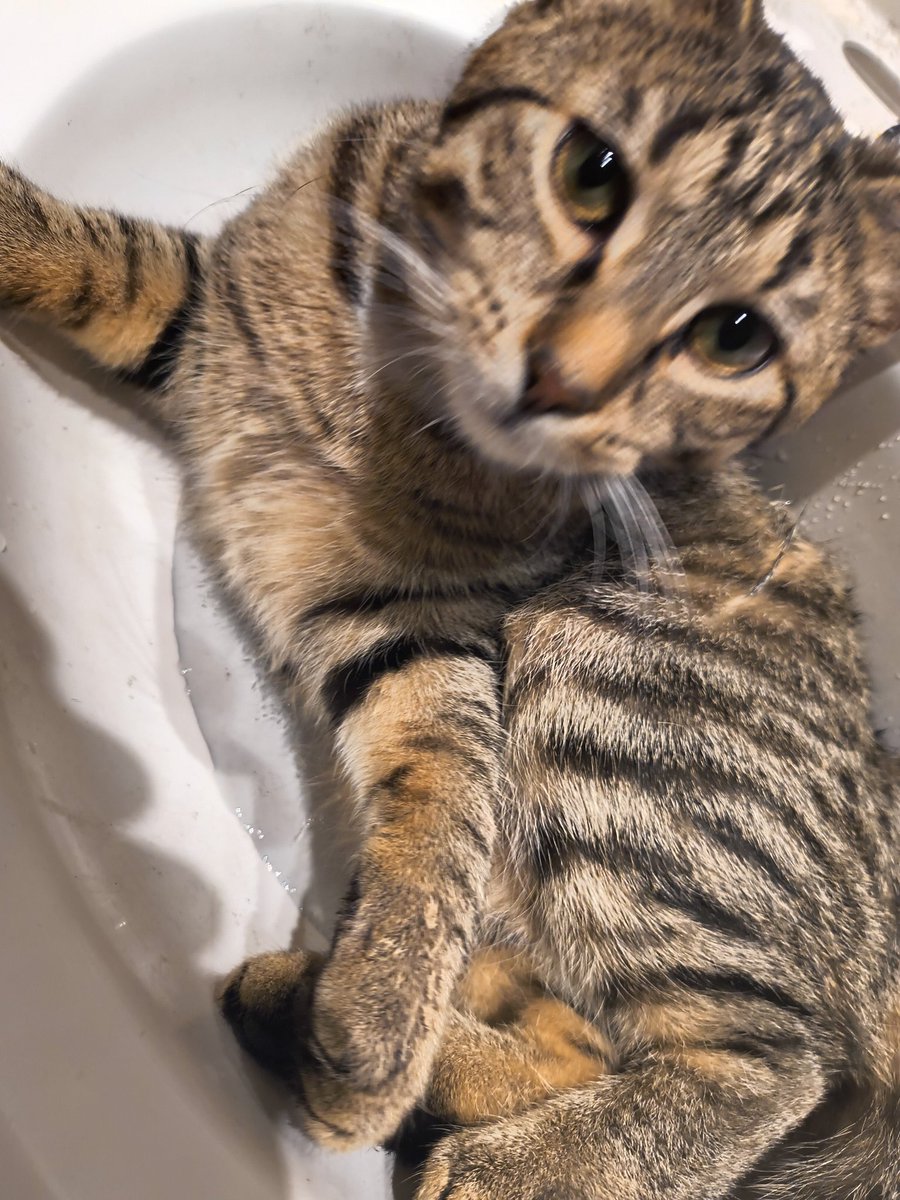 flex_mcbig's tweet image. Soggy cat