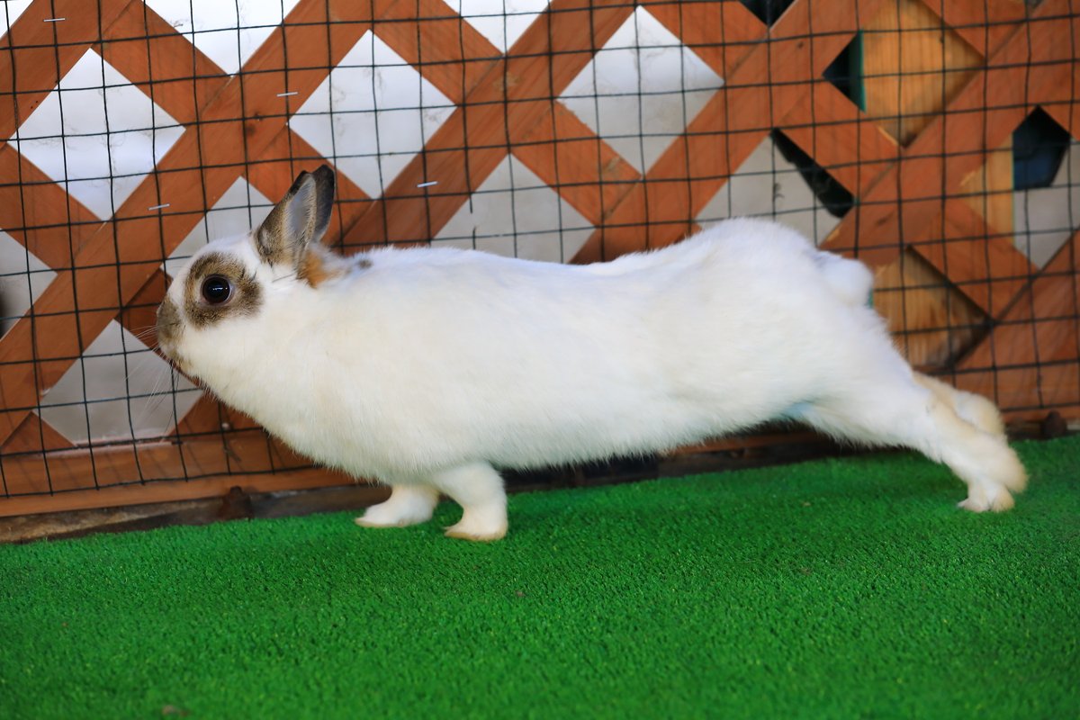 のび～～～ #月うさぎの里