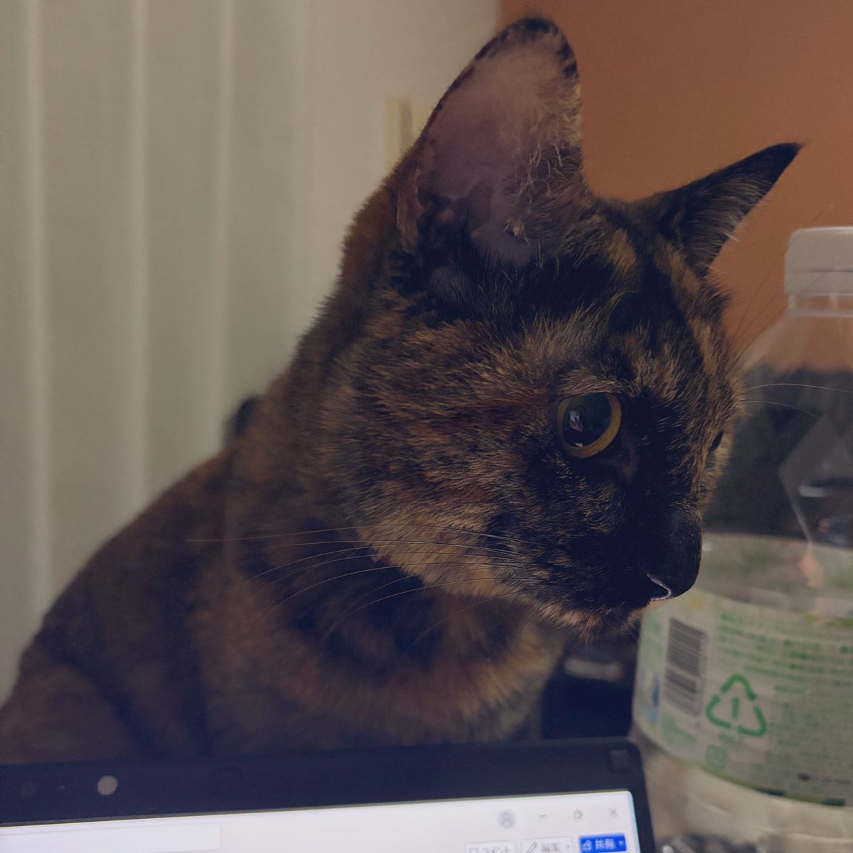 宮崎大学医学部寄生虫学 tweet media