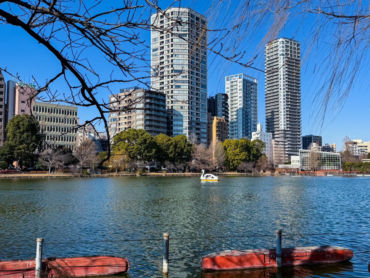 RUSHnao's tweet photo. 今日は電車が止まり
出社出来ずで帰宅の指示を
もらうも帰る事も出来ず

不忍池で暇を潰してたら
ユリカモメさんが足元まで☺️

大きい子は撮りやすい♪ https://t.co/xpQsM5LFE6