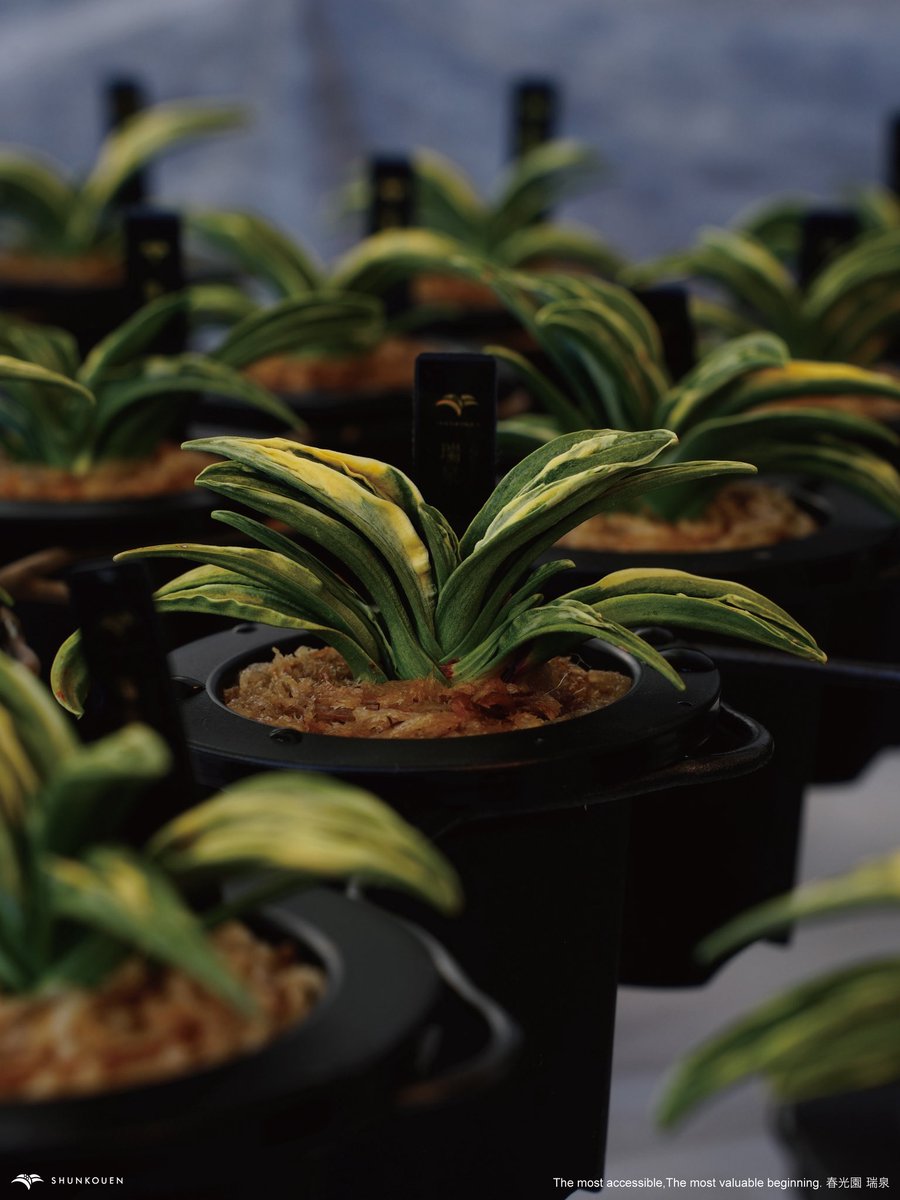 万年青「御国の光」 万年青「御国の光」 万年青「御国の光」 JGN】Omoto, Rohdea japonica