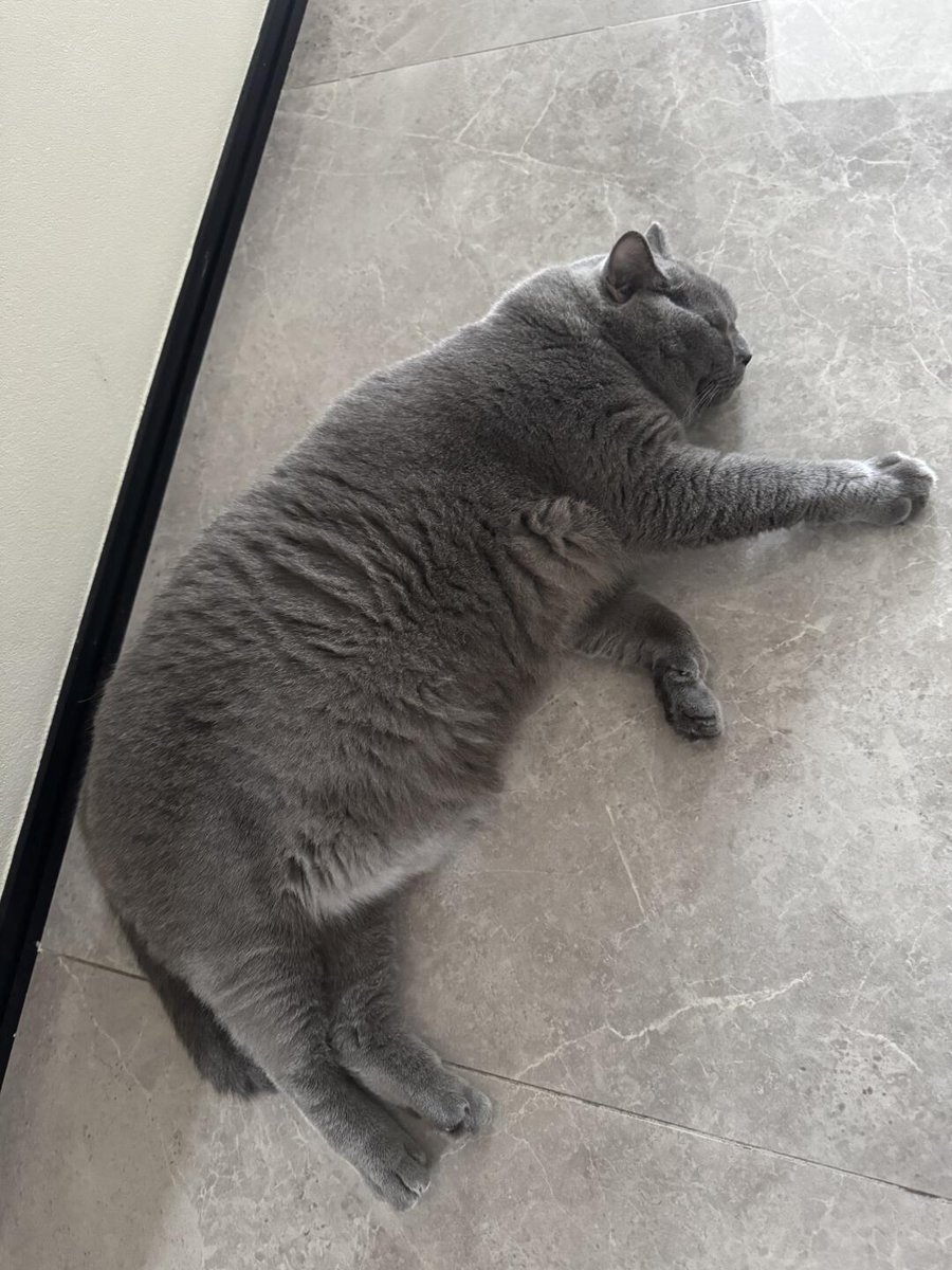 RunCollar7's tweet image. 友達の猫、すごく太ってる！全部太ってる！