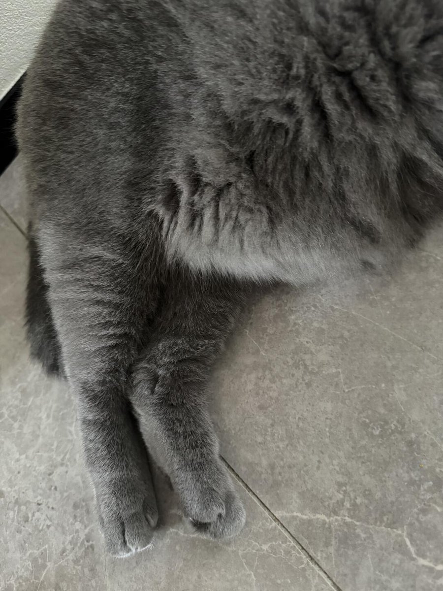 RunCollar7's tweet image. 友達の猫、すごく太ってる！全部太ってる！