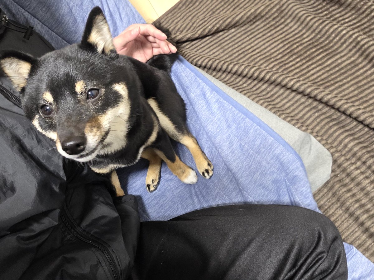 R3667694020's tweet photo. 可愛すぎるんよなー！
#犬 https://t.co/qlLTMewQcQ