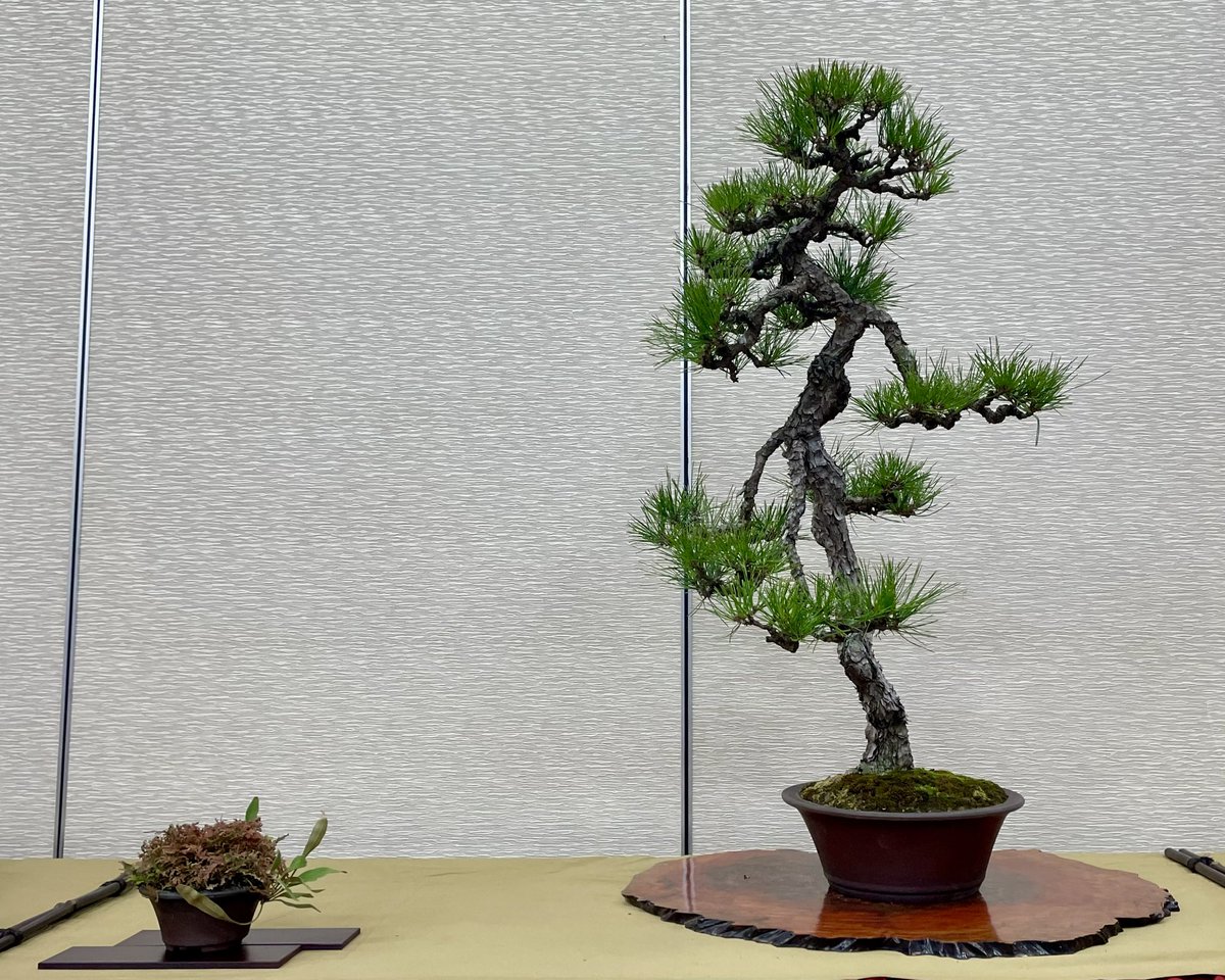 tsuchiurabonsai's tweet photo. 〜第15回亀城盆栽展〜

黒松
山もみじ
赤松
赤松 https://t.co/hPQyACrZ1g
