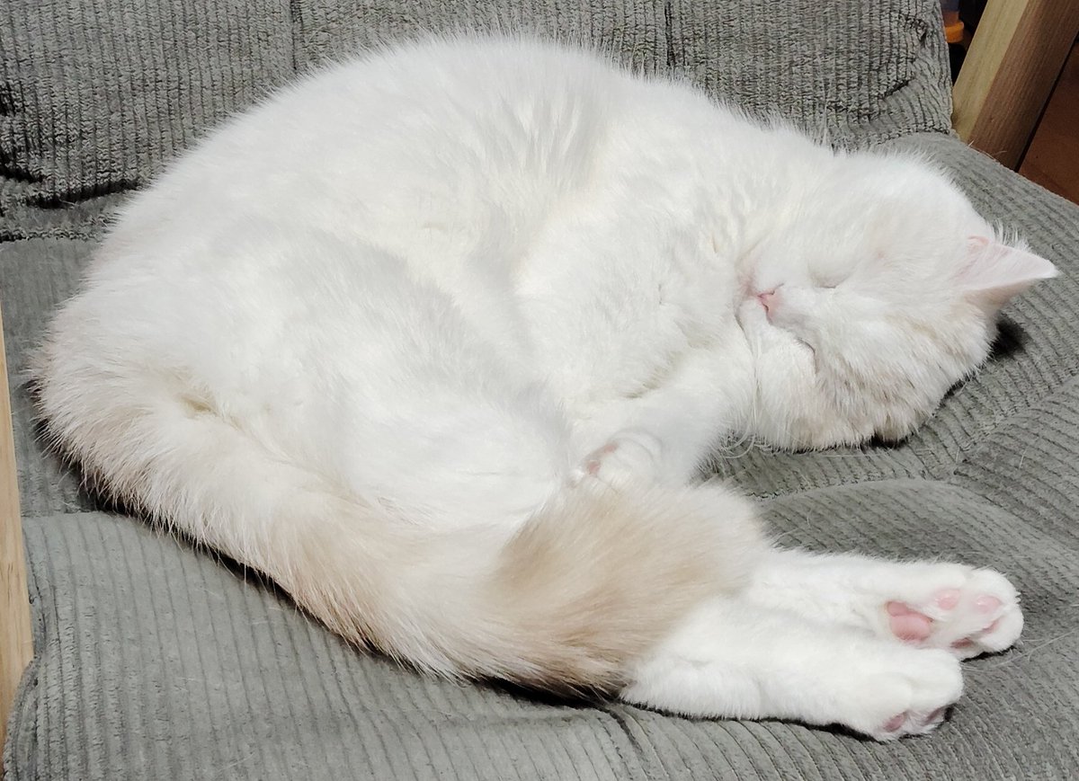 福ちゃん (@fukuchanwhite) on X