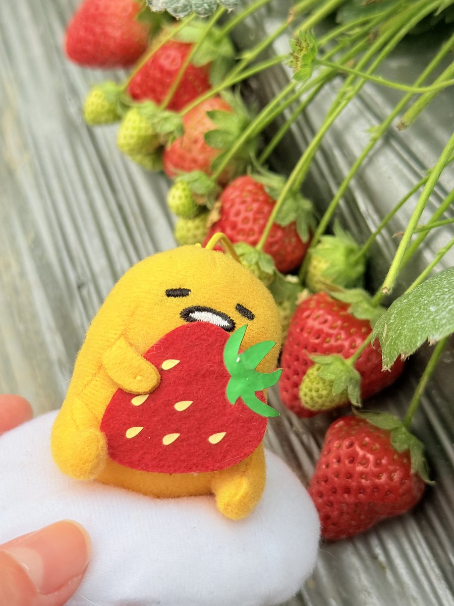 Noevernever's tweet photo. 🍓🥚 https://t.co/ttZLuMurJs