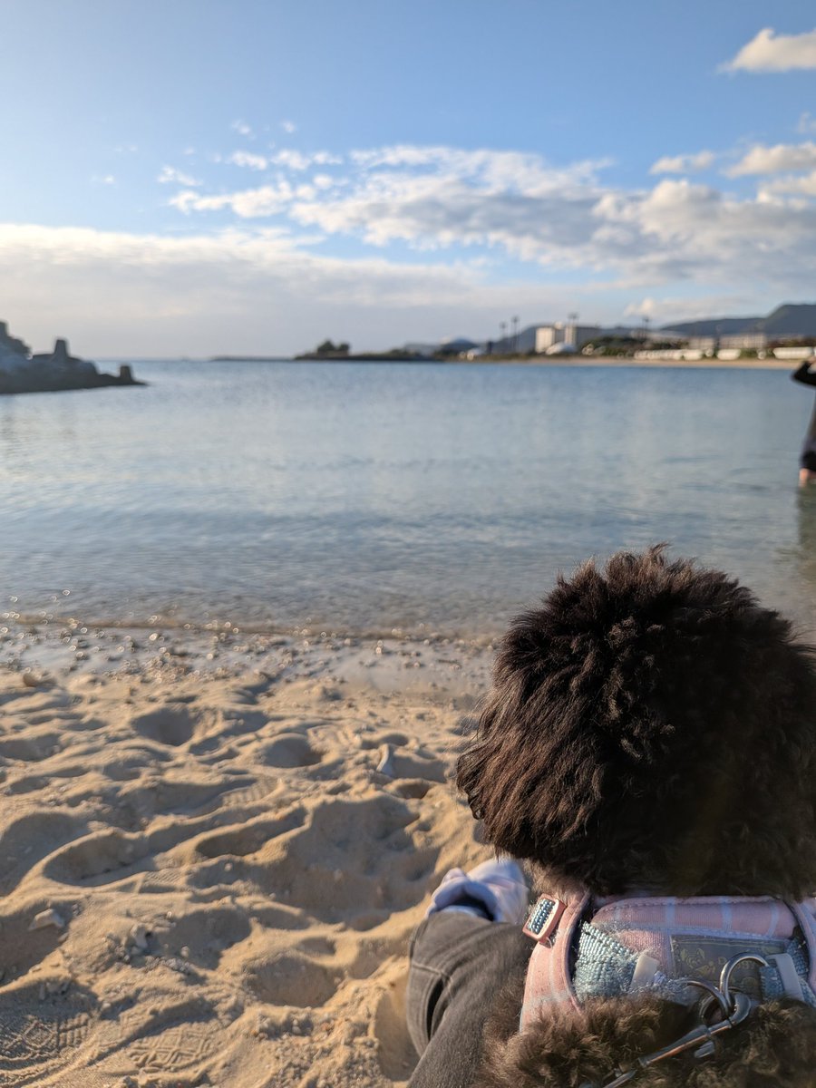 田口 舞#16/熊本BeaustPINDYS🦌 tweet media