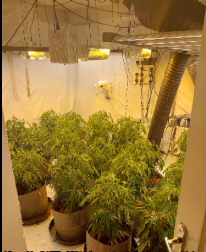 ChelmsleyWMP's tweet photo. Following community intelligence, a warrant was executed under the misuse of drugs act by the Chelmsley Wood Neighbourhood Team at a local address, where a substantial number of cannabis plants were recovered.
#notonourpatch https://t.co/WgYbJYAzoc